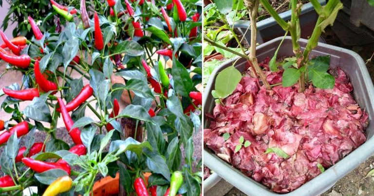 Dah Kupas Bawang Merah, Jangan Buang Kulitnya. Ada Gunanya Untuk Tanaman