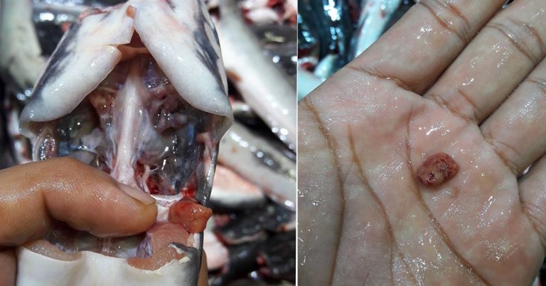 Buang Bahagian Kecil Ini Waktu Bersihkan Ikan Keli, Barulah Tak Rasa Hanyir