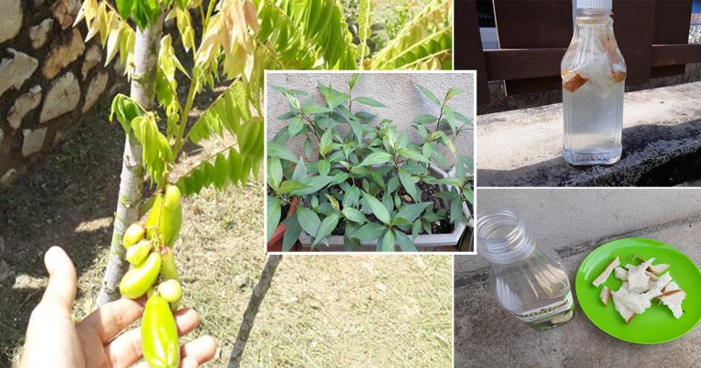 Roti Pun Boleh Jadi Baja, Rupanya Inilah Rahsia Tanaman Jadi Subur & Mula Berbuah