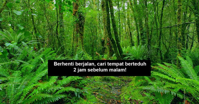 8 Perkara Perlu Kita Buat Kalau Yakin Dah Tersesat Dalam Hutan