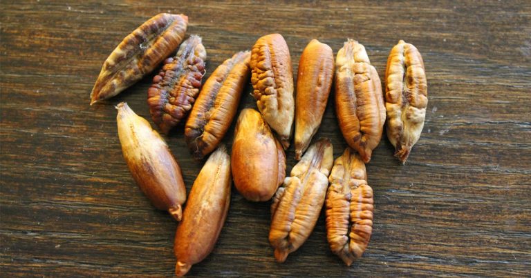 4 Khasiat Biji Buah Kurma Yang Kita Tak Sangka, Jangan Buang Lepas Makan!