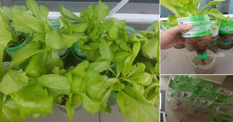 Cara Mudah Tanam Salad, Lepas Tanam Boleh Tinggal. Sebulan Lebih Dah Boleh Tuai 