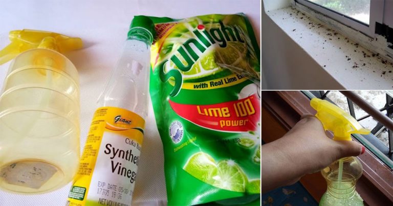 Atasi Masalah Tahi Cicak Tepi Tingkap & Lantai Dengan 3 Bahan Mudah