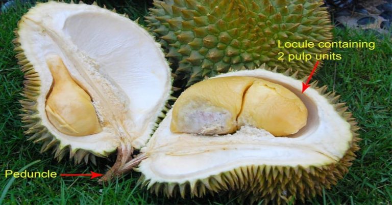 Bukan Sekadar Petua Lama, Doktor Ini Beri Penjelasan Saintifik Kenapa Kita Perlu Minum Air Guna Pangsa Durian