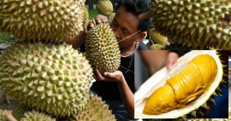 9 Tip Pilih Durian Yang Manis & Elok Isinya