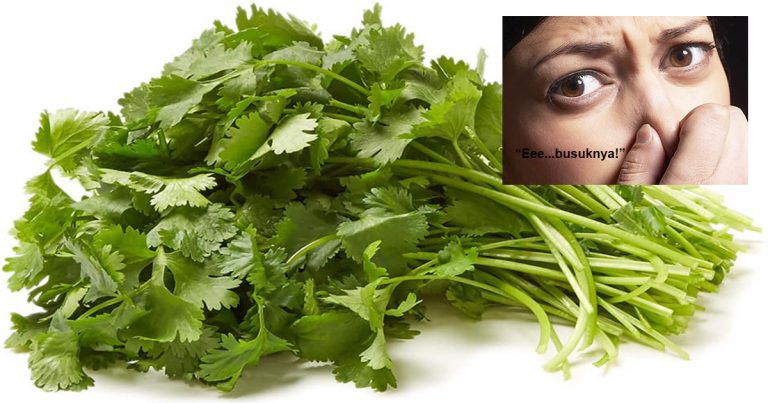 Kenapa Ada Orang Bau Daun Ketumbar Wangi & Ada Yang Rasa Baunya Busuk Macam Kumbang?