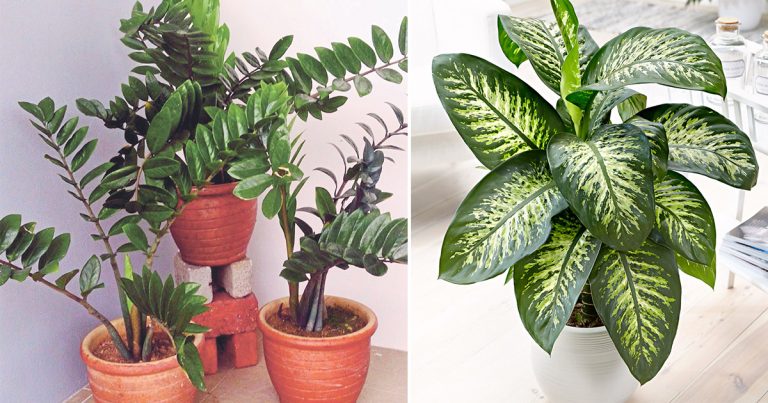 Boleh Letak Pokok Hiasan Dalam Rumah Tapi Elakkan 2 Pokok Ini, Sebab Beracun!