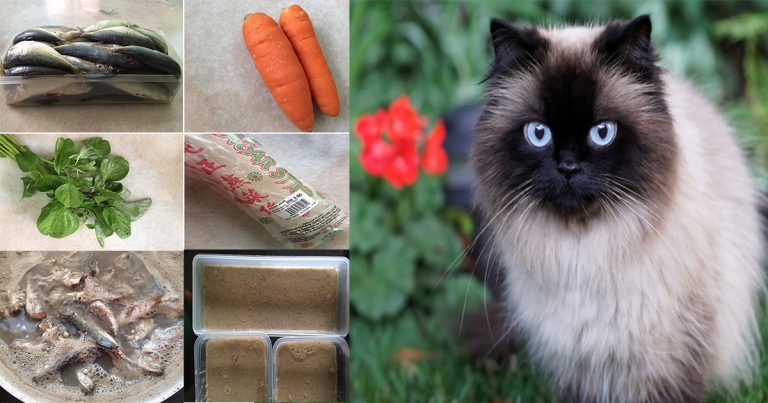 Step By Step Buat Wet Food Jika Pelihara Banyak ‘Anak Bulus’. Berkhasiat & Jimat!