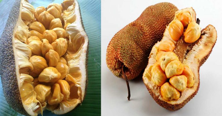 5 Cara Pilih Cempedak Yang Banyak Isi & Manis