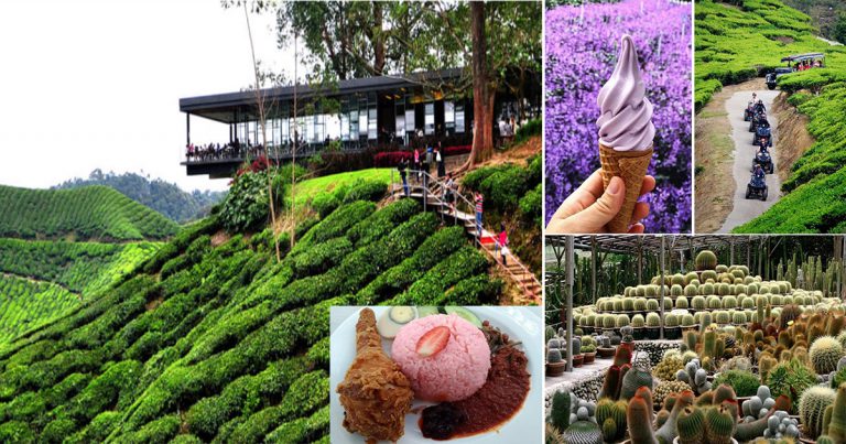 16 Lokasi Wajib Singgah Kalau Bercuti Di Cameron Highland