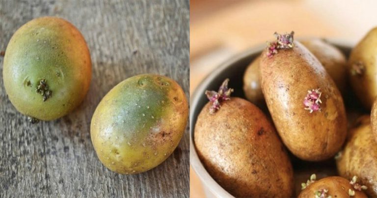 Jangan Makan Kentang Yang Dah Bertunas & Warna Hijau, Tinggi Toksin!
