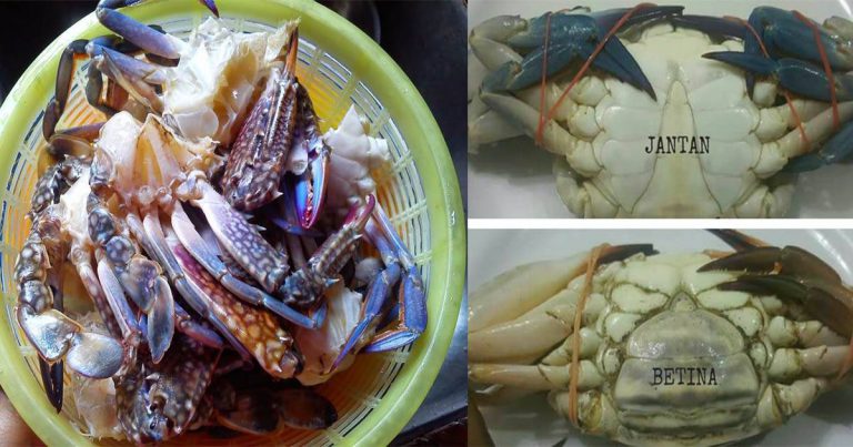 Tip Pilih Ketam Yang Segar, Manis & Banyak Isi. Ikut 8 Tip Ini