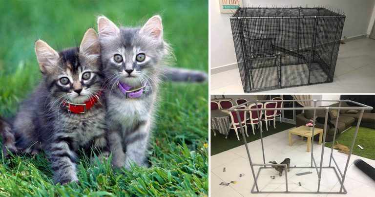 DIY Sangkar Kucing Guna Paip PVC. Murah, Confirm Tak Karat