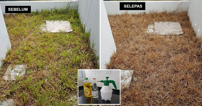 DIY Racun Rumput Dari 2 Bahan Dapur, Rumput Cepat Mati Senang Nak Cabut