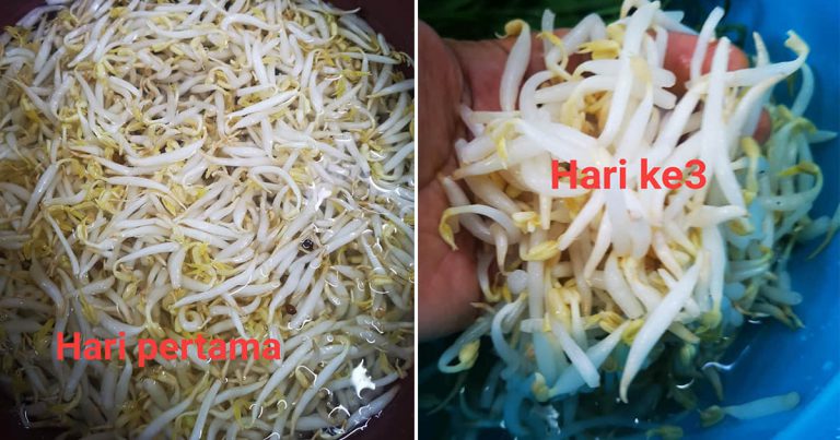 Ramai Tak Tahu Rupanya Macam Ini Cara Simpan Taugeh Supaya Tahan Lama & Kekal Ranggup