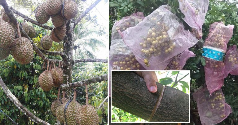 Kalau Ada Pokok Degil Tak Mahu Berbuah, Cuba Buat Teknik Kelaran. Hasilnya Memang Lebat