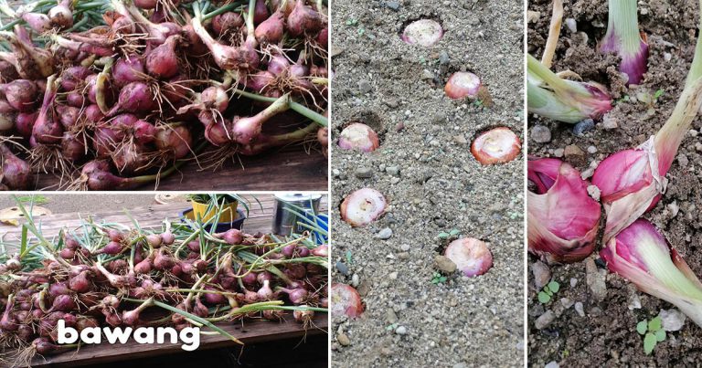 Tanam Sendiri Bawang Merah, Cuma 2 Langkah. Tak Perlu Siram & Senang Jaga