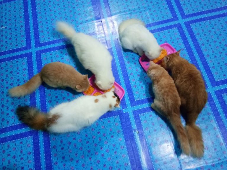 Wanita Ini Kongsi Cara Gemukkan Kucing, Guna 3 Bahan Salah Satunya