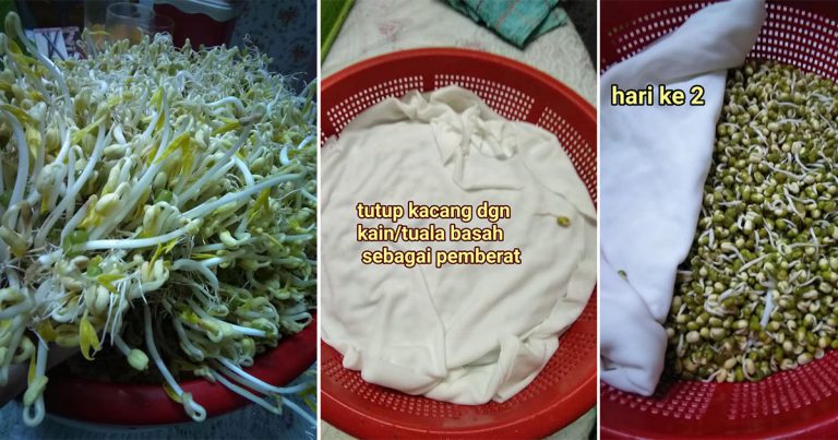 Mudahnya Tanam Tauge, Cuma Perlu Penapis & Baldi. 3 Hari Boleh Tuai