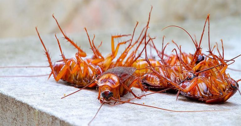 8 Cara Halau Lipas Dari Rumah Tanpa Racun, Guna Bahan Dapur Saja