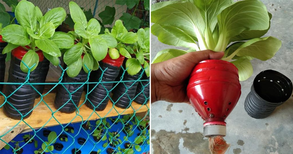 Tanam Sayur Sendiri Di Rumah Guna Botol Air Mineral. Sayur Tetap Gemuk