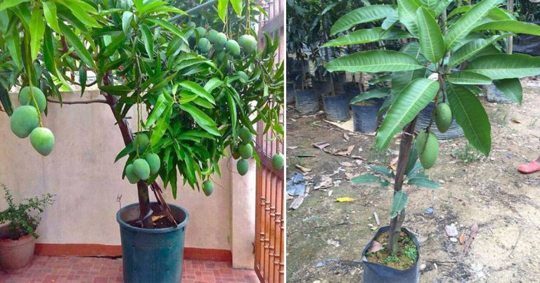 Cara Tanam Pokok Mangga Dalam Pasu & Petua Lebatkan Buahnya