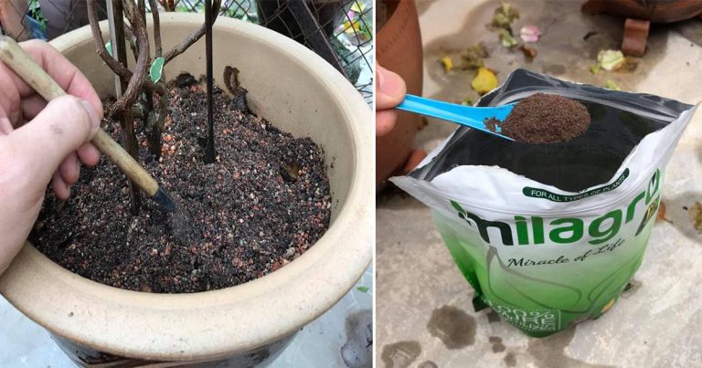 Cara Baja Pokok Dalam Pasu Untuk Yang Baru Belajar Bercucuk Tanam