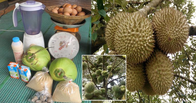 Petua Lebatkan Buah Durian Dari Petani Thailand Sampai Penuh Dahan!