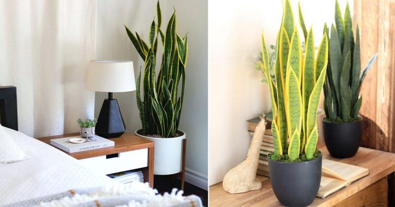 Beri Oksigen, Serap Udara Toksin Dalam Bilik! Kelebihan Snake Plant Sebab Itu Kena Letak Dalam Rumah