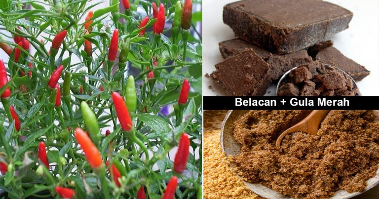 Cara Buat ‘Air Penggalak’ Untuk Pokok Cili Yang Ditanam Berbuah lebat dan Tahan Penyakit