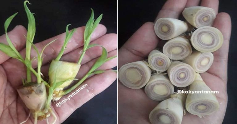 Cara Tanam Serai Supaya Cepat Bertunas, Sebelum Tanam Kena Rendam Dulu