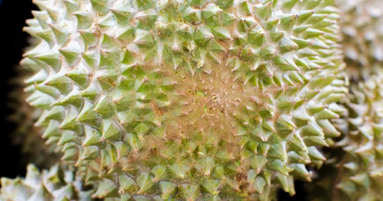 Sebelum Beli Kena Tahu 5 Ciri Durian Musang King Untuk Elak Ditipu