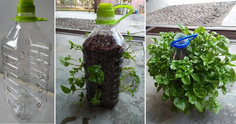 DIY Tanam Bayam Brazil Dalam Botol Plastik. Senang Nak Alih & Petik