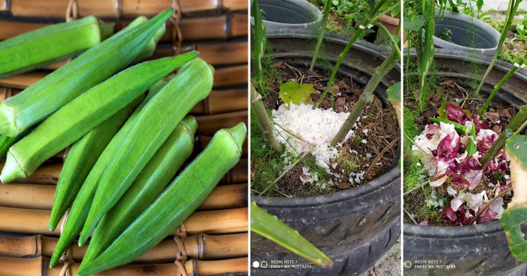 Petua Mudah Gemukkan Sayuran, Cuma Guna Sisa Makanan Dari Dapur