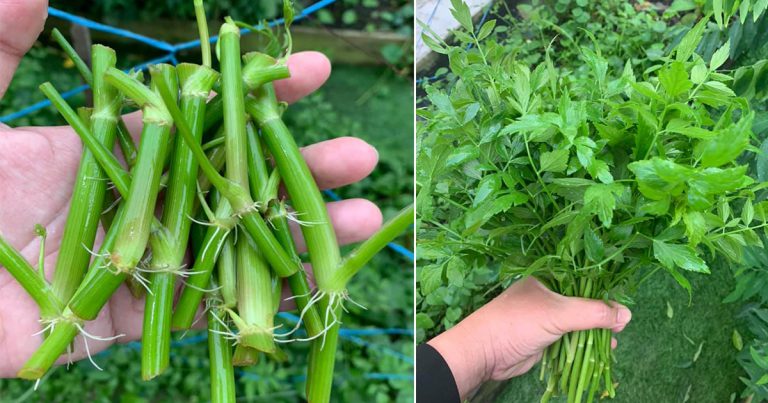 Tanam Ulam Selom Tak Susah, Cuma Kena Rendam Batang & Tanam Melintang