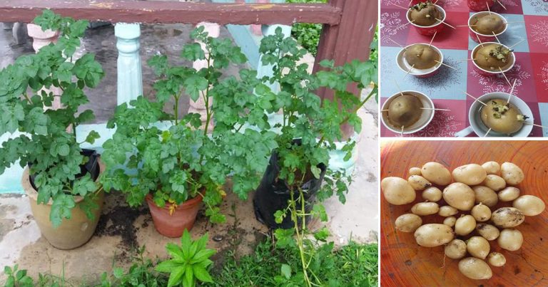 Tanam Kentang Dalam Pasu Saja, Puas Hati Dapat Makan Kentang Segar