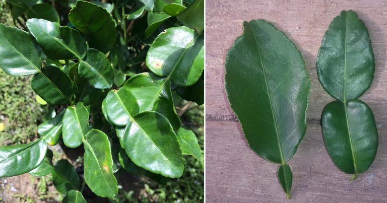 Petua Pilih Daun Limau Purut, Pilih Bentuk Ini Kalau Tak Mahu Masakan Rasa Pahit