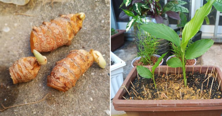 Tanam Pokok Kunyit Punyalah Senang. Beli Kunyit Hidup, Biar Bertunas, Tanam!