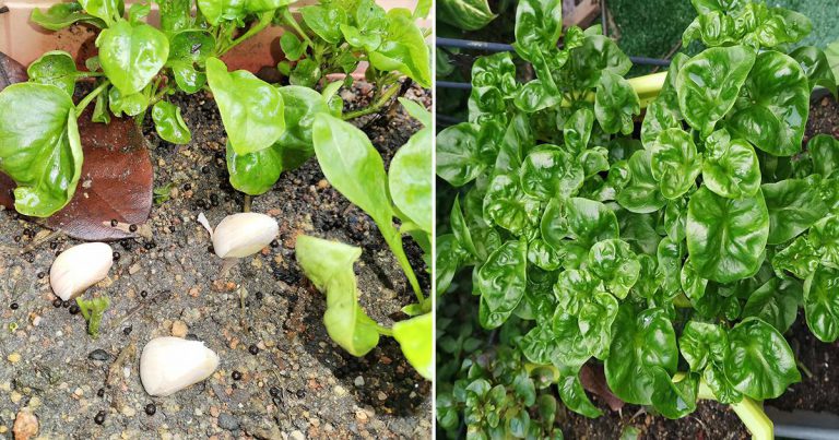 Cucuk Bawang Putih Seulas-Seulas, Petua Mudah & Berkesan Elak Pokok Sayur Dari Serangan Ulat