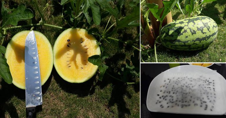 Step By Step Mudah Tanam Pokok Tembikai Tepi Rumah, 2 Bulan Boleh Makan Hasilnya