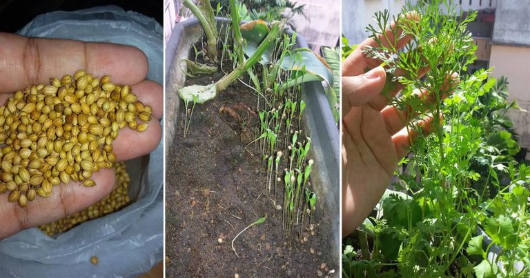 Mudah Sangat Tanam Pokok Ketumbar, Benih Beli Ketumbar Timbang Kilo & Tabur Dalam Pasu