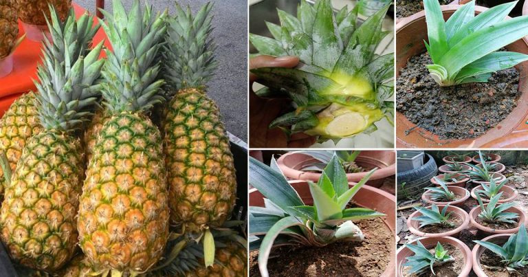 Cara Tanam Nenas Guna Belahan Jambul, Satu Jambul Boleh Dapat 4 Anak Pokok