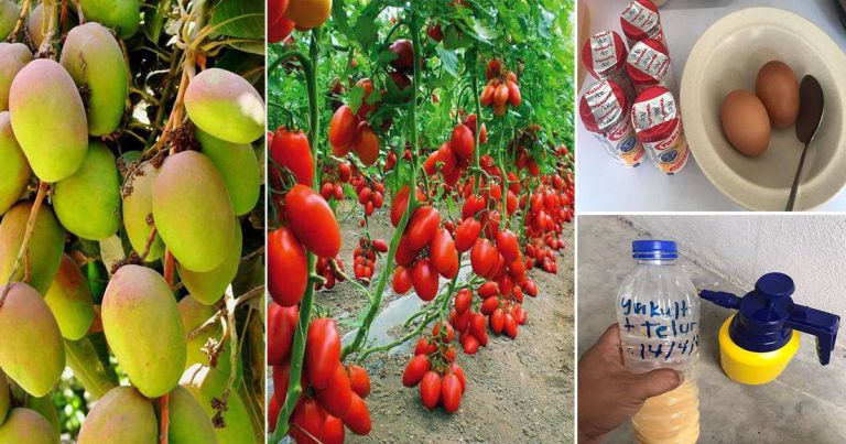 Siram Dengan Air Campuran Yakult & Telur! Tip Supaya Tanaman Berbuah Lebat, Manis & Subur