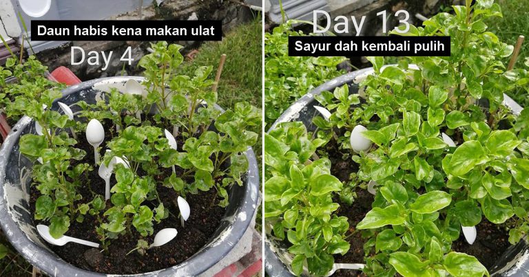 Cuma Air Semburan Bunga Cengkih, Cara Mudah Tapi Berkesan Pulihkan Sayuran Kena Serangga Perosak