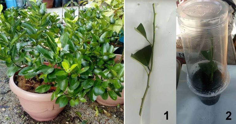 Tanam Pokok Limau Kasturi Dalam Pasu. Cucuk Saja Ranting Dalam Tanah, Nanti Keluarkan Anak Pokok Baru!