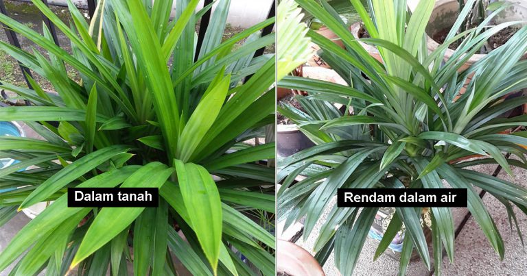 Tip Tanam Pokok Pandan Tanpa Tanah, Cuma Rendam Dalam Air Tetap Elok Subur