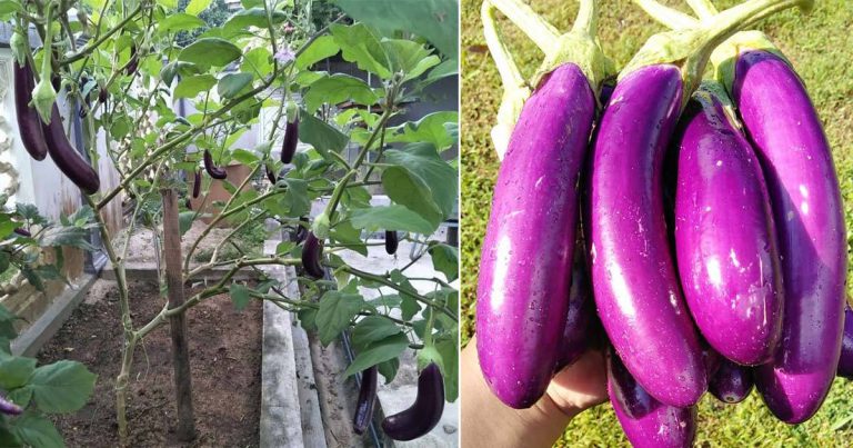Tip Tanam Terung Supaya Berbuah Lebat Sampai Tak Habis Makan!