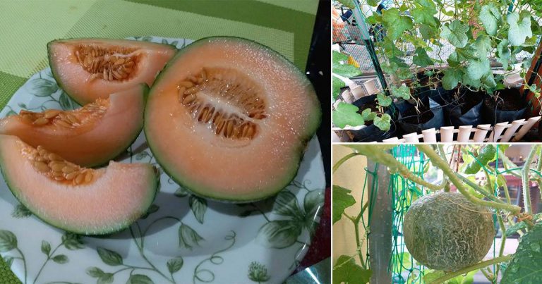 Cara Tanam Rock Melon Dalam Polibeg. Buah Manis, Berbaloi Tanam