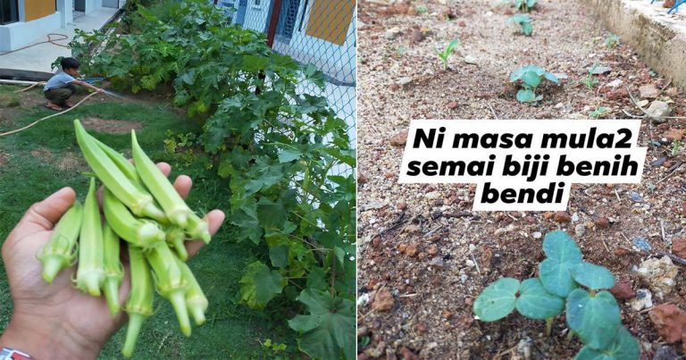 Mudahnya Tanam Bendi.  Senang Jaga, Sekejap Dapat Hasil, Makan  Tak Habis!