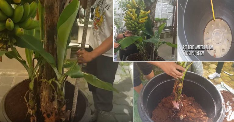 Boleh Saja Nak Tanam Pokok Pisang Dalam Pasu, Ikut Cara Ini. Kelebihannya Senang Jaga & Mudah Alih